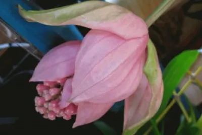 medinilla
