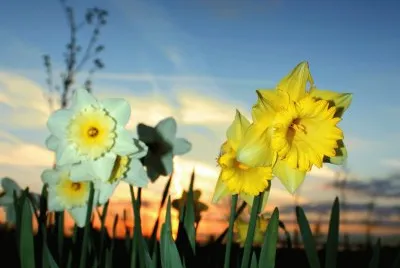 Sunset Daffs jigsaw puzzle
