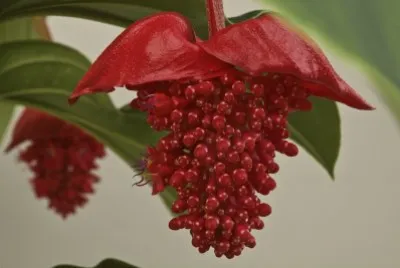 medinilla