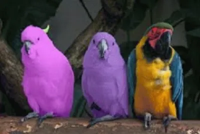 פאזל של parrots