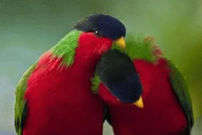 פאזל של parrots