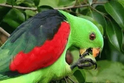 פאזל של parrot