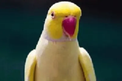 פאזל של parrot