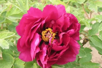 pivoine