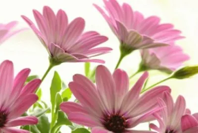 paquerette jigsaw puzzle