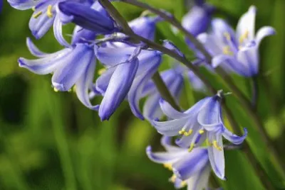 campanule jigsaw puzzle