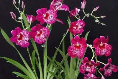 fleurs:orchidÃ©es
