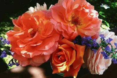 fleurs: roses