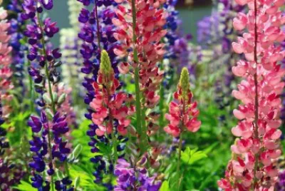 fleurs: