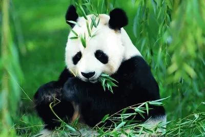 panda