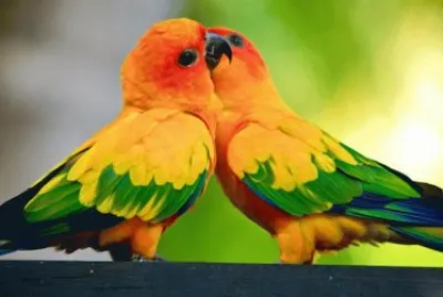 פאזל של oiseaux