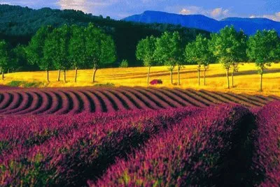 champ de lavandes jigsaw puzzle