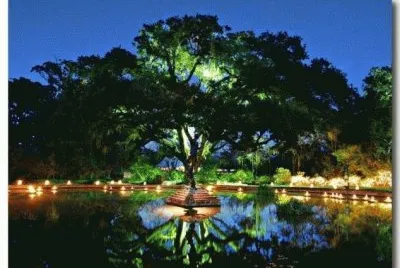 arbre