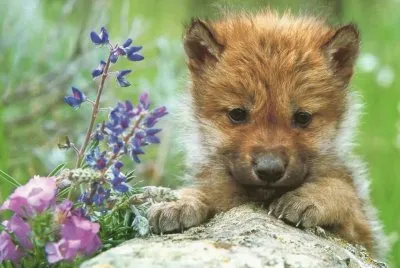 animaux