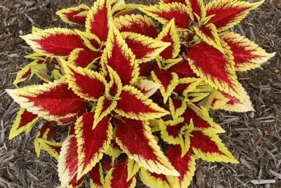 coleus