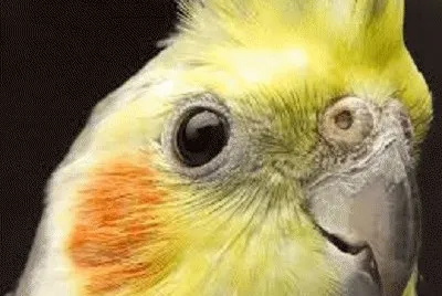 פאזל של cockatiel