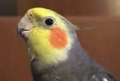 פאזל של cockatiel