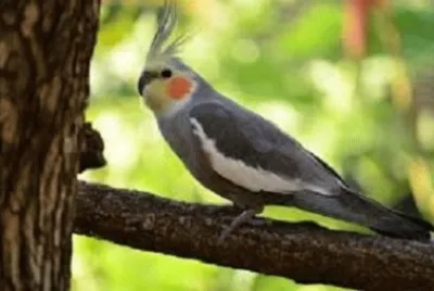 פאזל של cockatiel