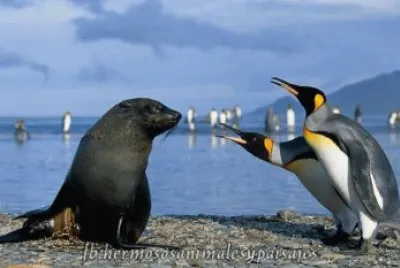 CORRIENDO AL INTRUSO.