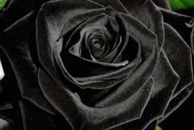 - rosa preta