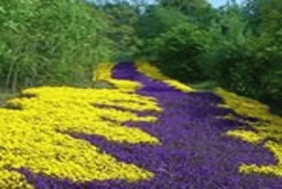 - paisagem,(Â¨6)
