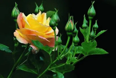 - rosa em botÃ£o