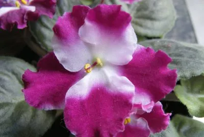 Violetas