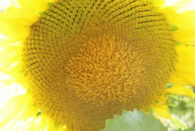 Sunflower Helianthus annuus, Pullman, Washington. EUA