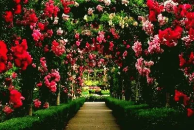 Rosas