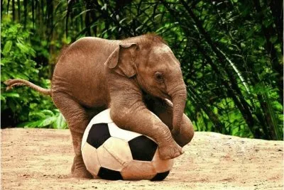 Playing with a ball