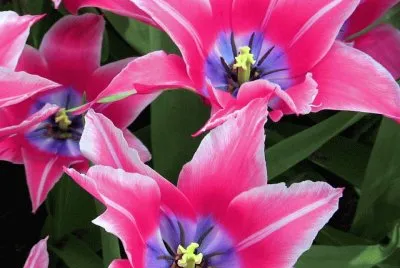 Pink Tulips jigsaw puzzle
