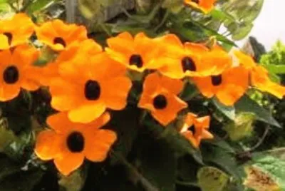 Susana dos Olhos Negros