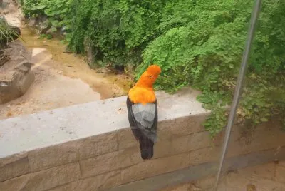 El gallito de las rocas