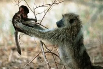 פאזל של mom #156