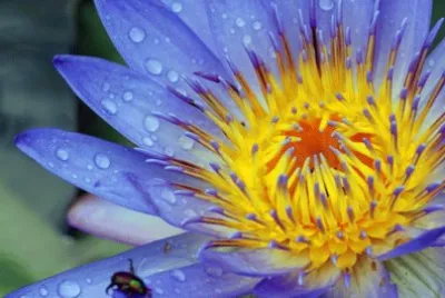 Beautiful Flower