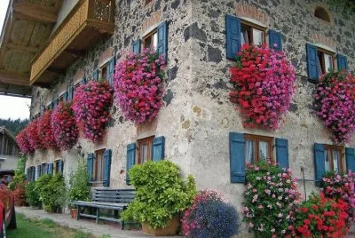 Flowerful view