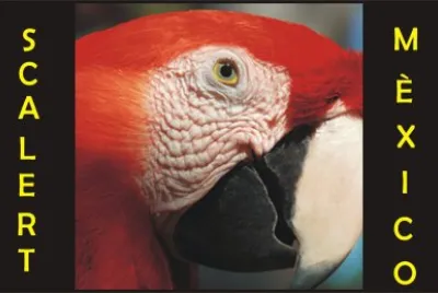 SCARLET 4