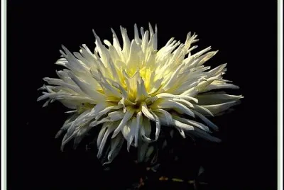 dahlia