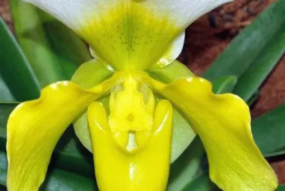 ORQUIDEA