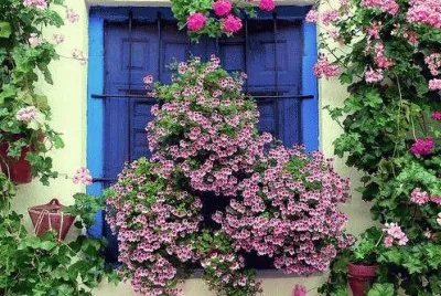 VENTANA FLORAL