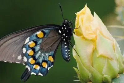 MARIPOSA POSADA EN UN CACTUS