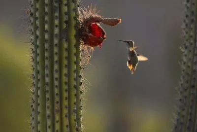 COLIBRI EN EL CACTUS