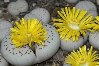 LIPTHOS FLORECIDOS