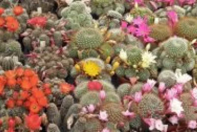 VARIEDADES DE REBUTIAS EN FLOR