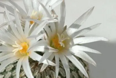 CACTUS FLORECIDO