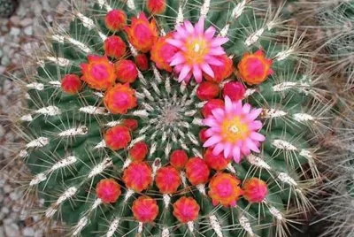 OROYA PERUVIANA