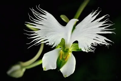 fleur