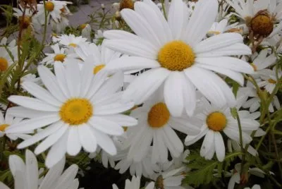 Margarites
