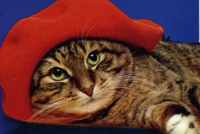 פאזל של gatet