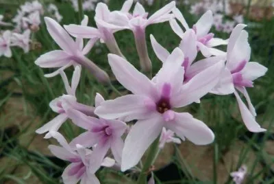 tulbaghia